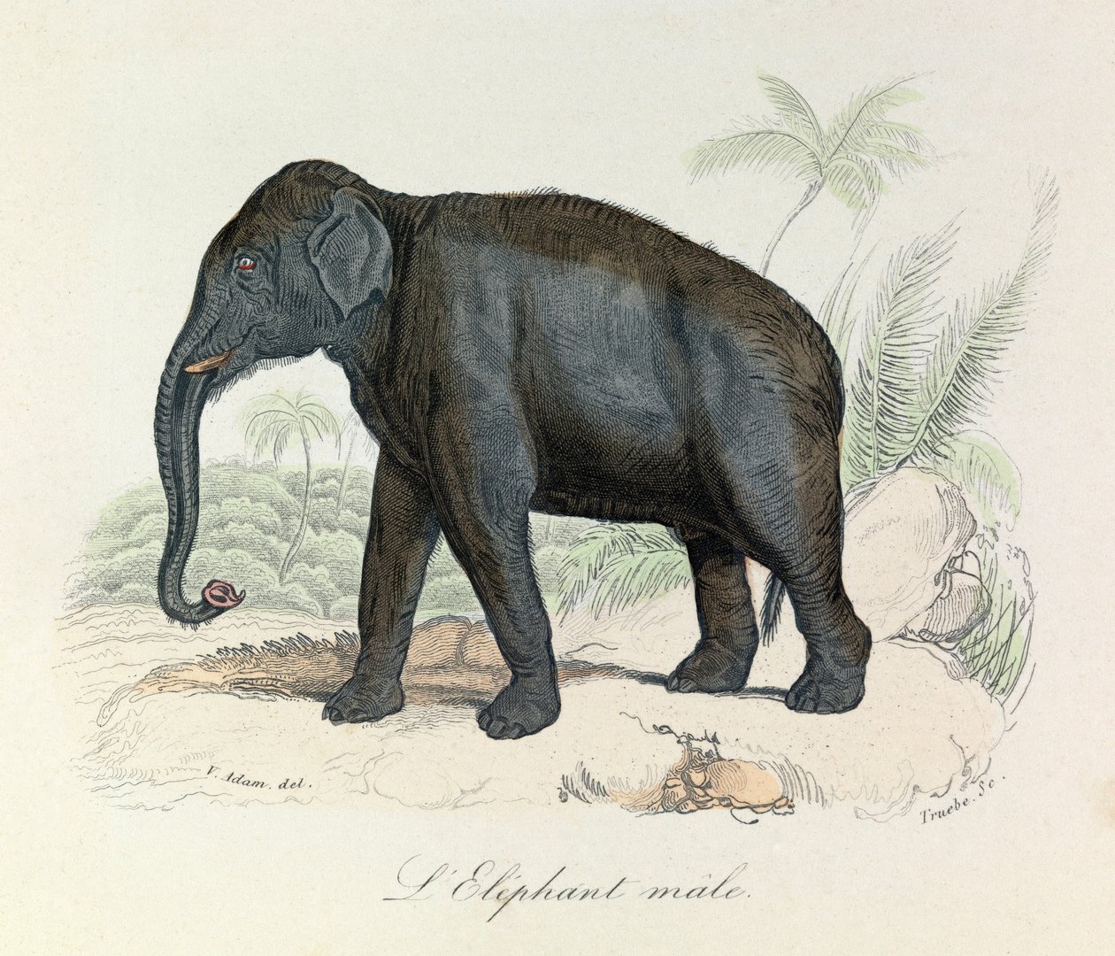 Illustration aus dem Buch "Gesammelte Werke von Buffon": Die Vierfüßler: Der männliche Elefant (Gravur) von Unknown artist