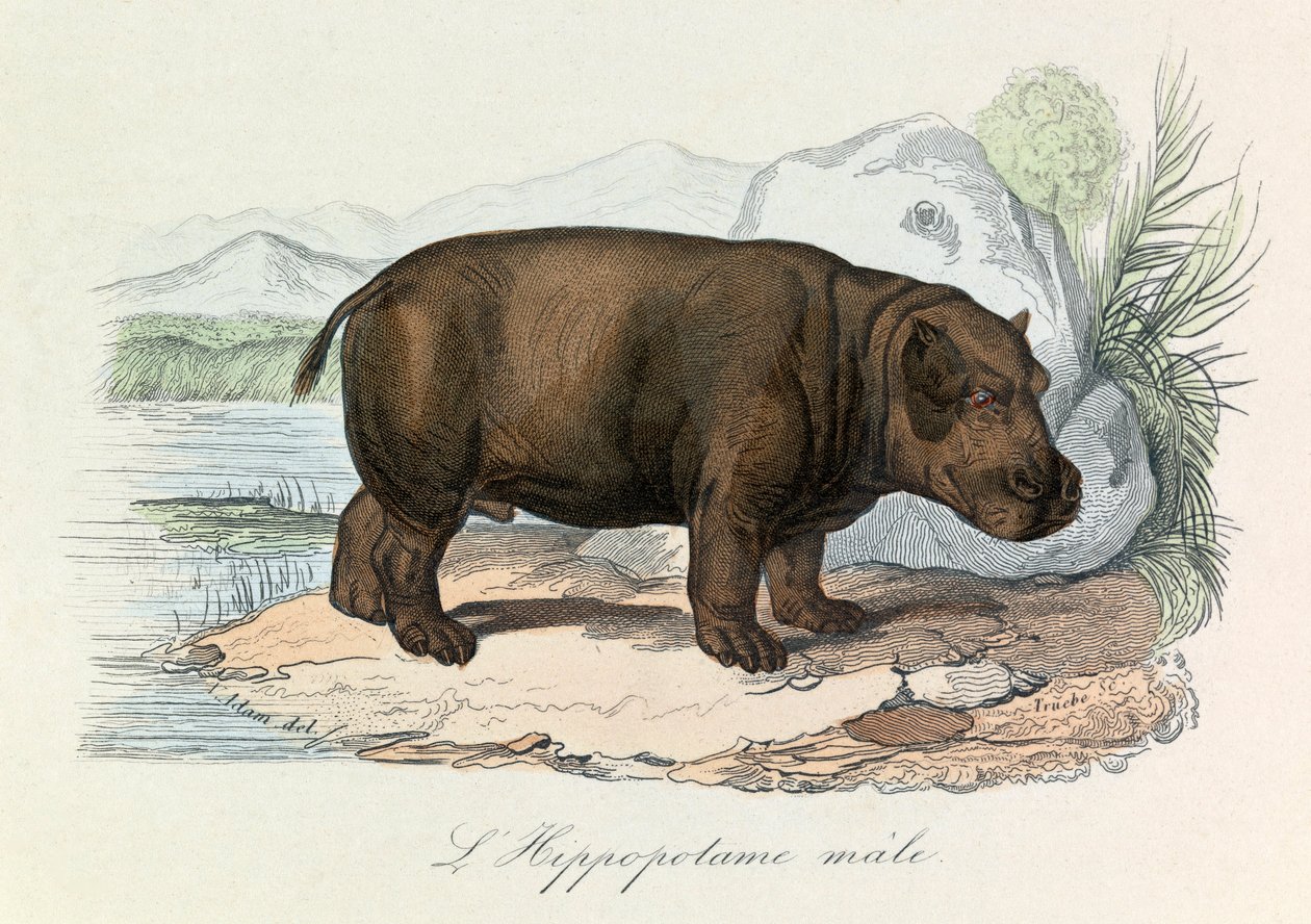 Illustration aus dem Buch "Gesammelte Werke von Buffon": Die Vierfüßler: Das Nilpferd (Gravur) von Unknown artist
