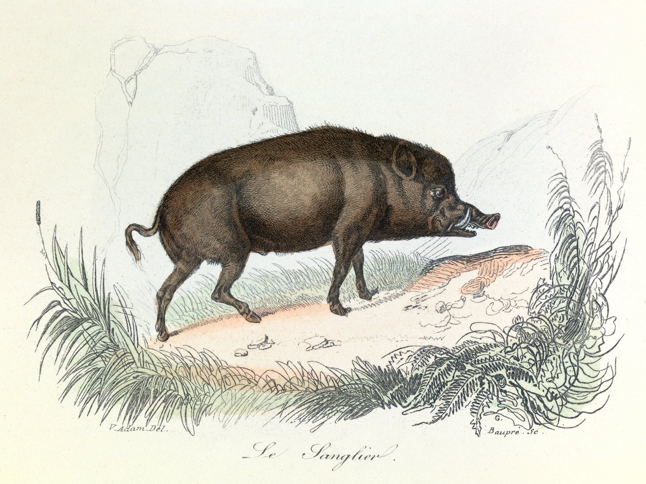 Illustration aus dem Buch "Gesammelte Werke von Buffon": Die Tiere: Der Eber (Gravur) von Unknown artist