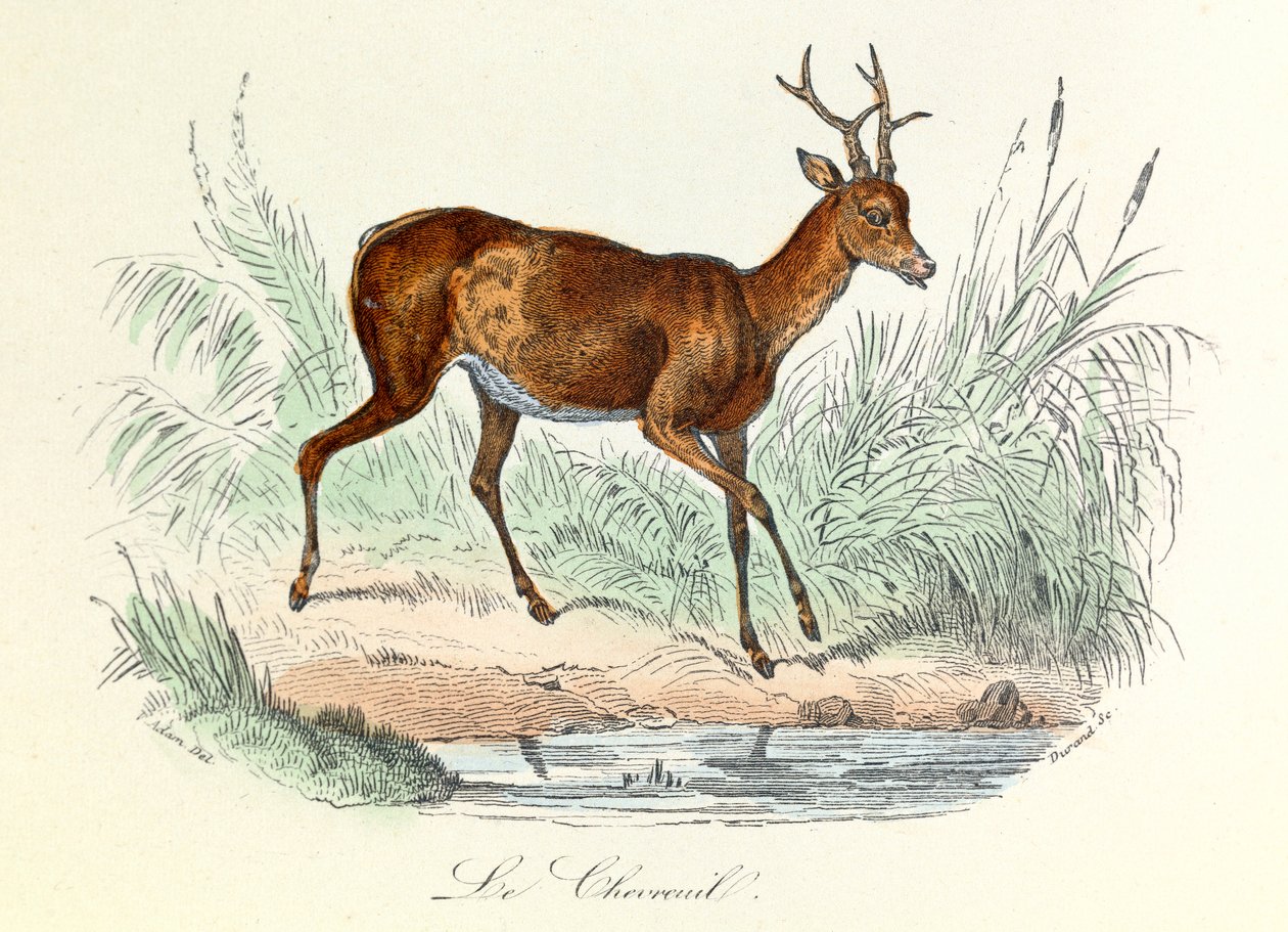 Illustration aus dem Buch "Gesammelte Werke von Buffon": Die Tiere: Der Hirsch (Gravur) von Unknown artist