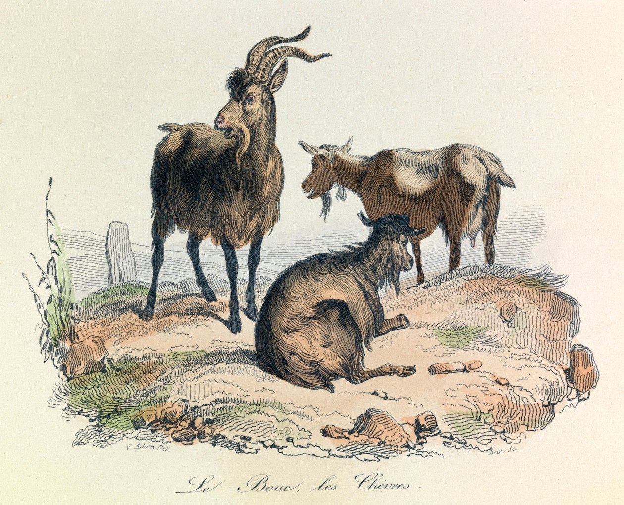 Illustration aus dem Buch "Gesamtausgabe von Buffon": Die Tiere: Die Ziege und die Ziegen (Gravur) von Unknown artist