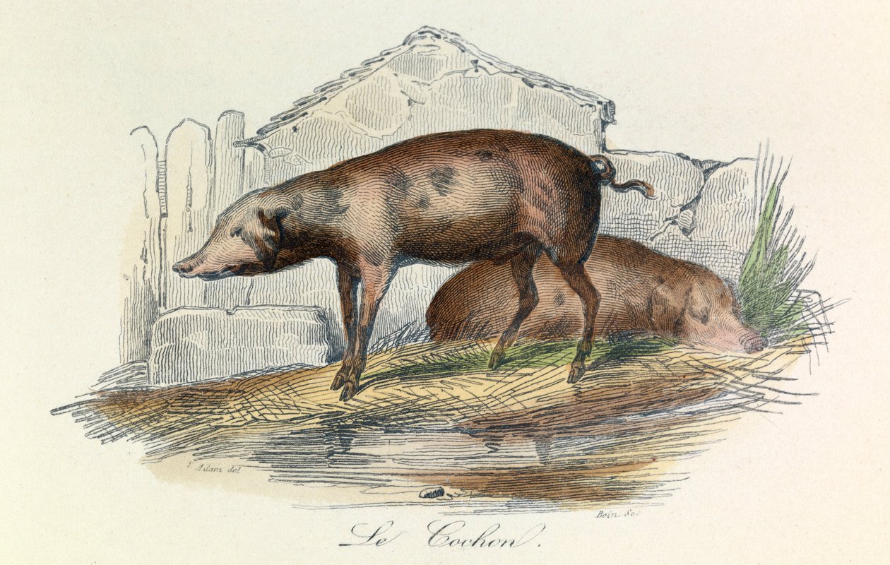Illustration aus dem Buch "Gesamtausgabe von Buffon": Die Tiere: Der Pichon (Gravur) von Unknown artist