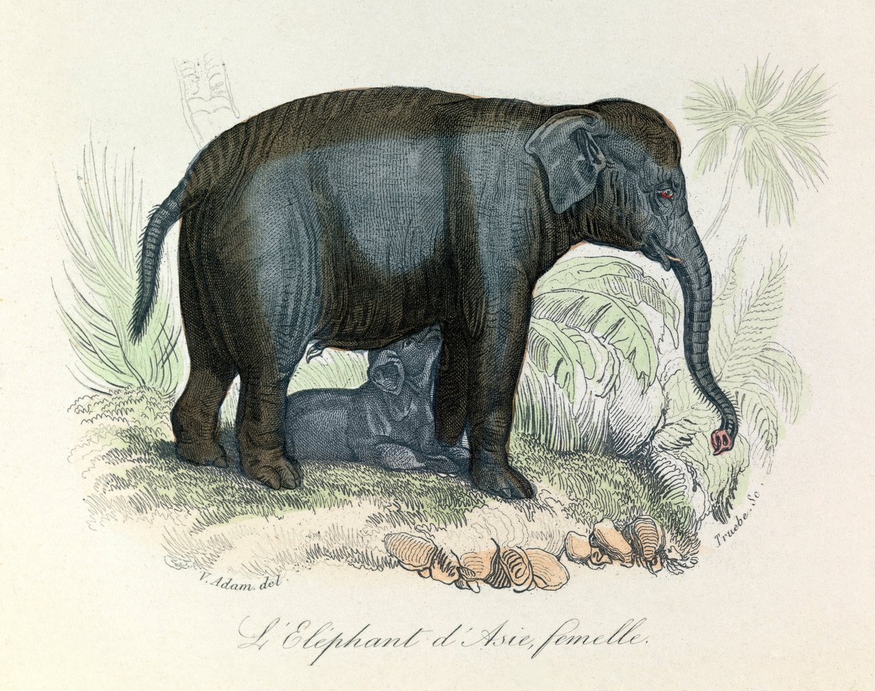 Illustration eines asiatischen weiblichen Elefanten aus Buffons Buch, klassifiziert von Linnaeus und Cuvier von Unknown artist