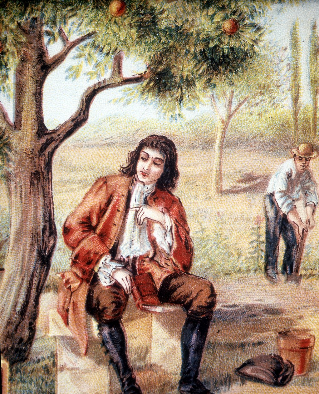 Isaac Newton (1642-1727), englischer Mathematiker, Physiker und Astronom, entdeckt die Theorie der Gravitation durch die Beobachtung des Falls eines Apfelbaums, eine Illustration aus dem 19. Jahrhundert. von Unknown artist