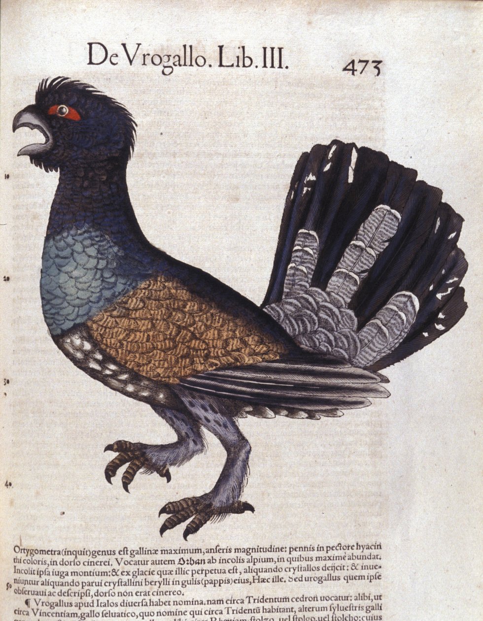 Le grand grouse (oder großer Auerhahn) in Historia Animalium von Conrad Gesner (1516 - 1565), Tiguri von Unknown artist