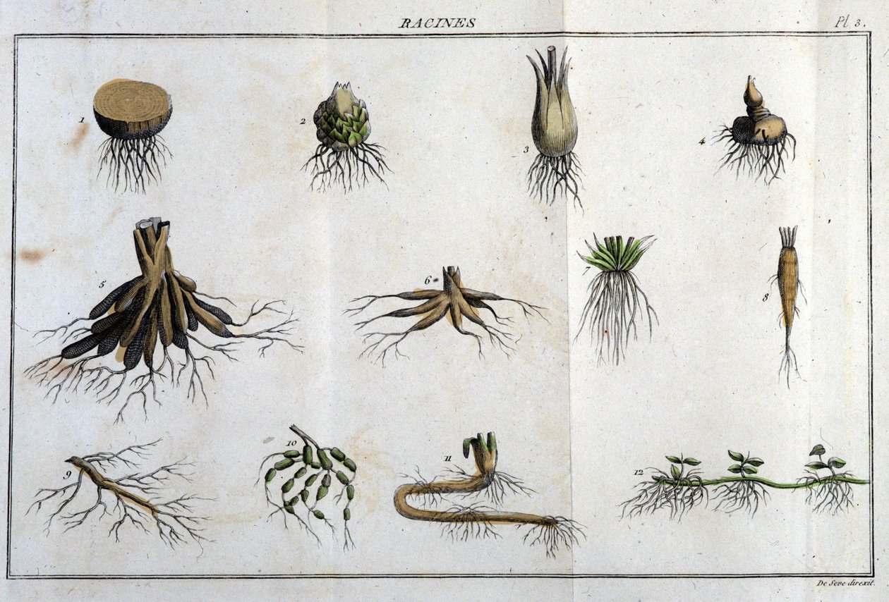 Die Wurzeln: in „Flora Françoise, oder eine kurze Beschreibung aller Pflanzen, die natürlich in Frankreich wachsen, nach einer neuen Analysemethode geordnet, der wir die Angabe ihrer eindeutigsten Tugenden in der Medizin und ihrer Nützlichkeit in der Kunst von Unknown artist