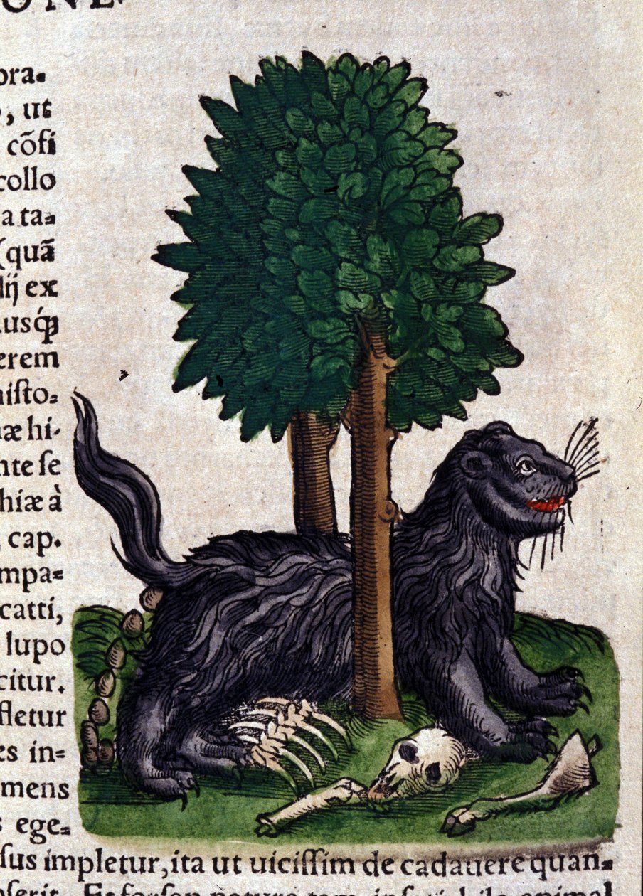 Löwe in Historia Animalium von Conrad Gesner (1516-1565), Tiguri von Unknown artist