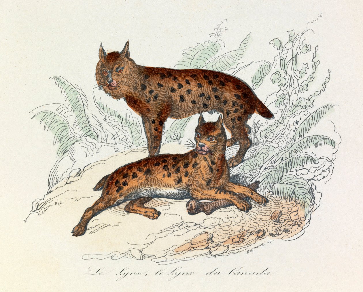 Luchs und Kanada-Luchs, zwei vierfüßige Säugetiere, klassifiziert nach Linné und Cuvier (Gravur) von Unknown artist