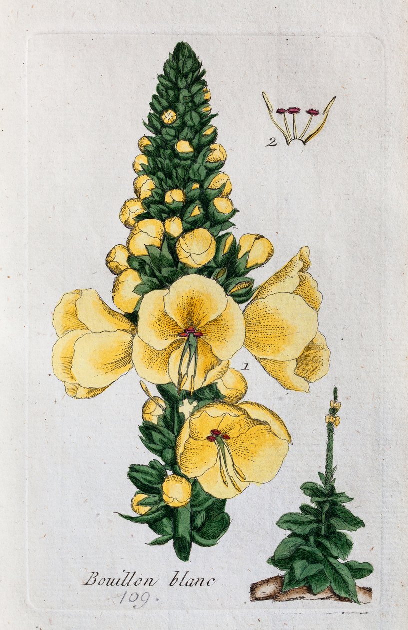 Königskerze von Unknown artist