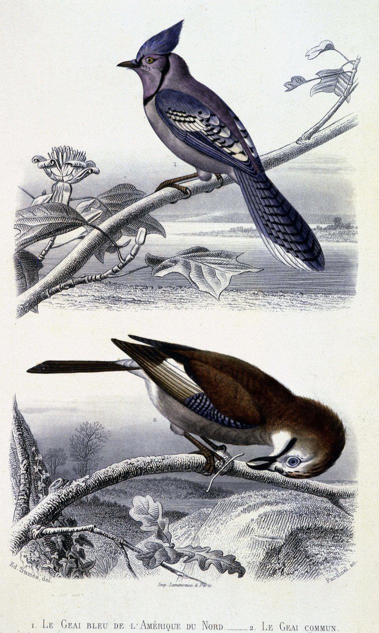 Naturgeschichtsplatte: Vögel: Der Blauhäher von Nordamerika und der Eichelhäher - in „Werke von Buffon“, T.5, ed. Fume Jouvet & Cie von Unknown artist