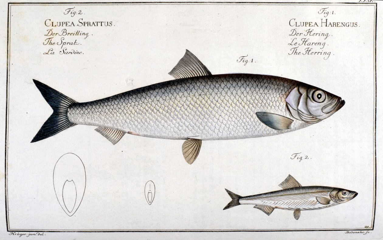 Naturgeschichtstafel: Hering (1) und Sardine (2) von Marc Elieser Bloch Ichthyologie Paris - Berlin - London 1787 von Unknown artist