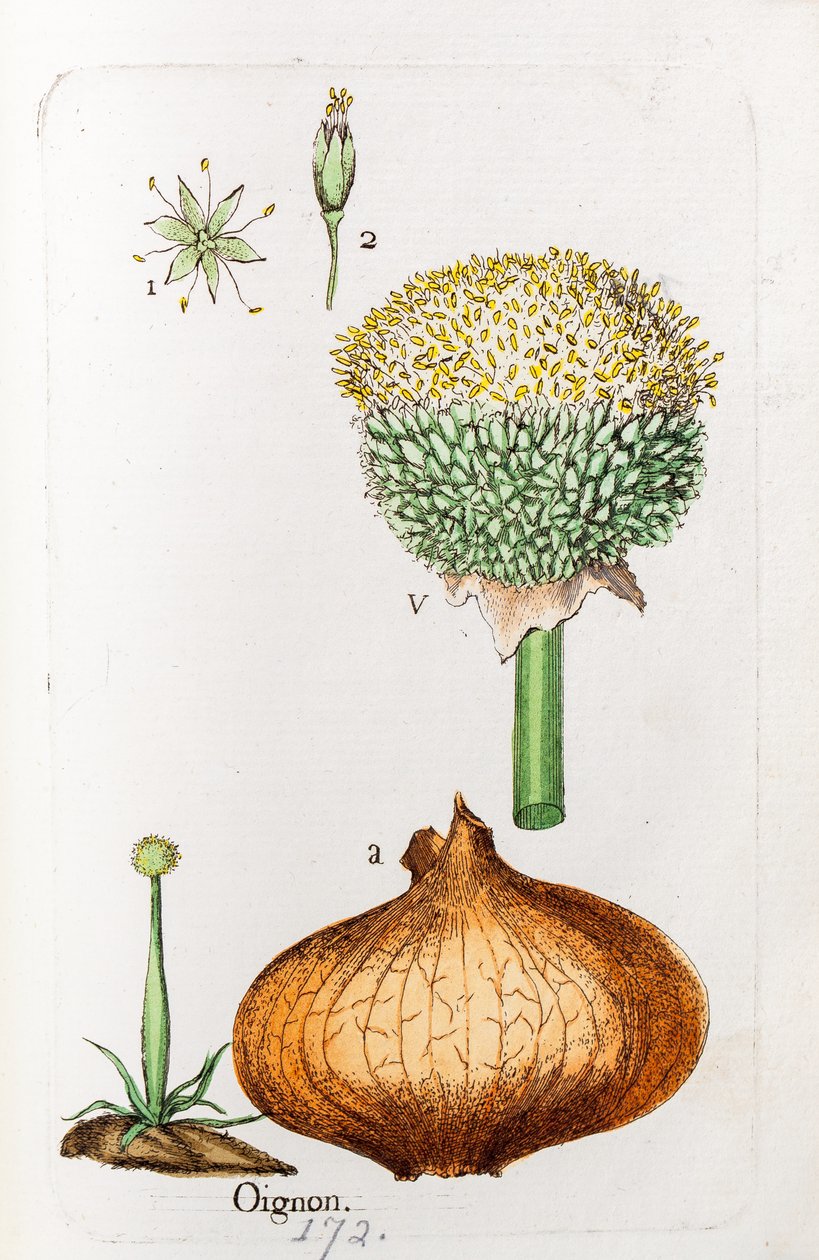 Zwiebel von Unknown artist