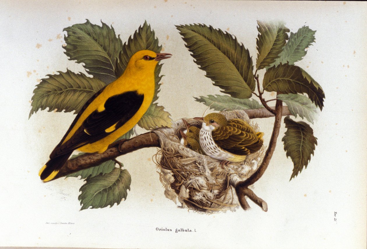 Ornithologie: ein Pirol in der Nähe des Nestes seiner Jungen. von Unknown artist