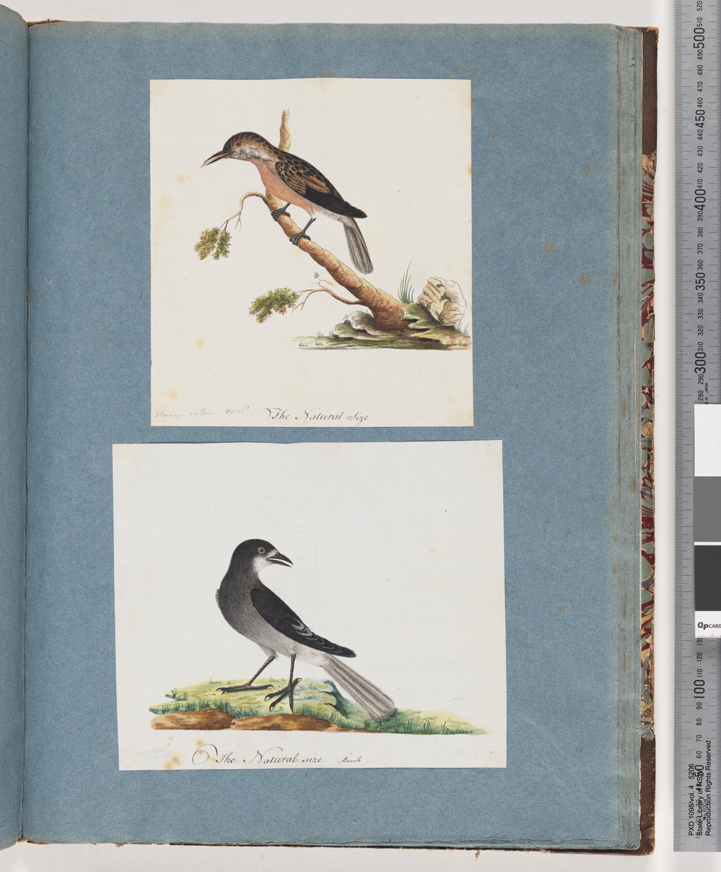 Seite 103. Unidentifizierter Vogel. Honigfresser. 104. Unidentifizierter Vogel von Unknown artist
