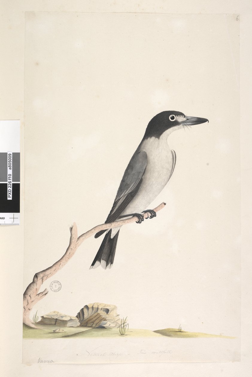 Seite 10. Vanga. unten in der Mitte in anderer Hand Natürliche Größe, Iris zweifelhaft Grauer Metzger, Vogel Cracticus torquatis männlich, 1791-92 von Unknown artist