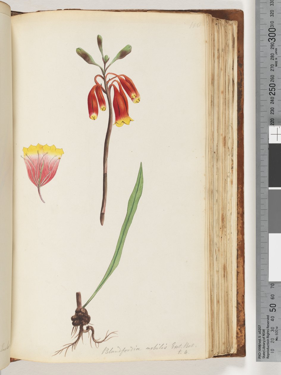 Seite 110. Blandfordia nobilis Exot. Bot / t. 4. Weihnachtsglocke von Unknown artist