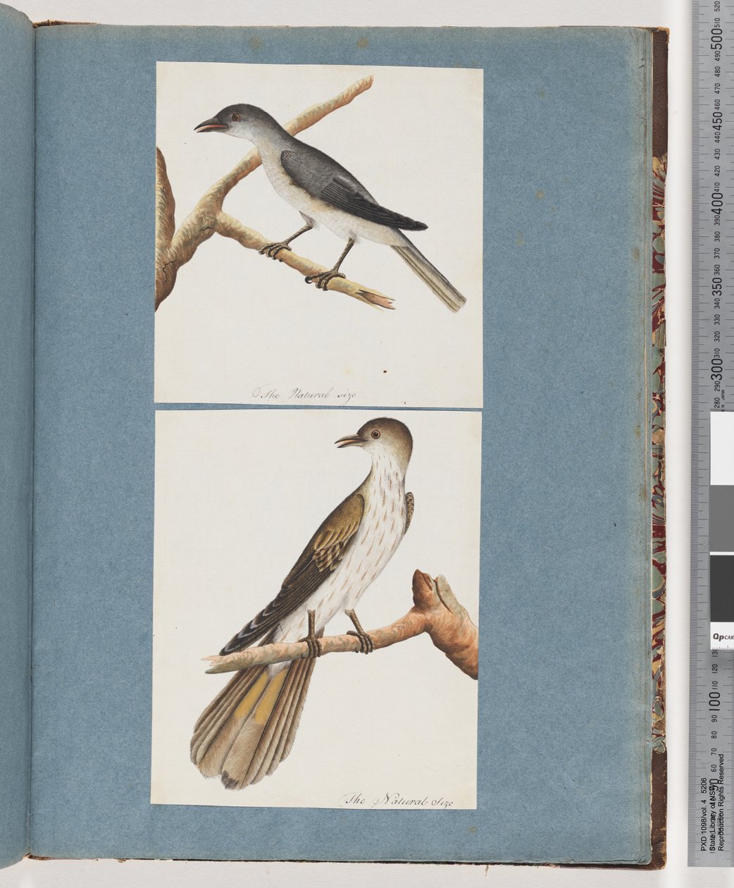 Seite 127. Unbekannter Vogel. 128. Unbekannter Vogel von Unknown artist
