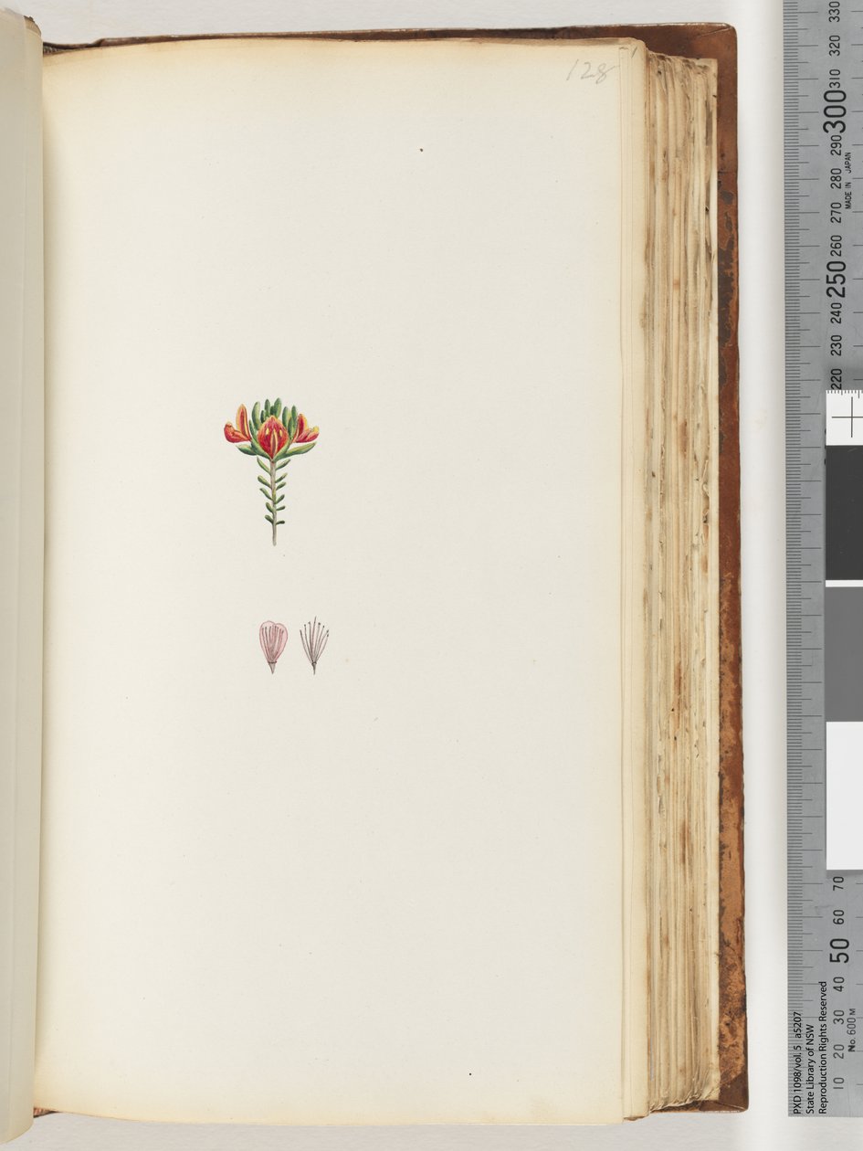 Seite 128. Unbekannte Pflanze von Unknown artist