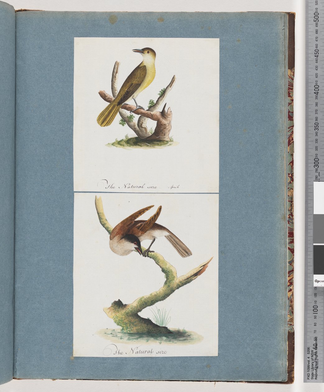 Seite 129. Unbekannter Vogel. 130. Unbekannter Vogel von Unknown artist