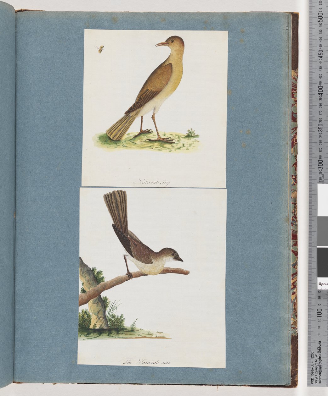 Seite 131. Unbekannter Vogel. 132. Unbekannter Vogel von Unknown artist