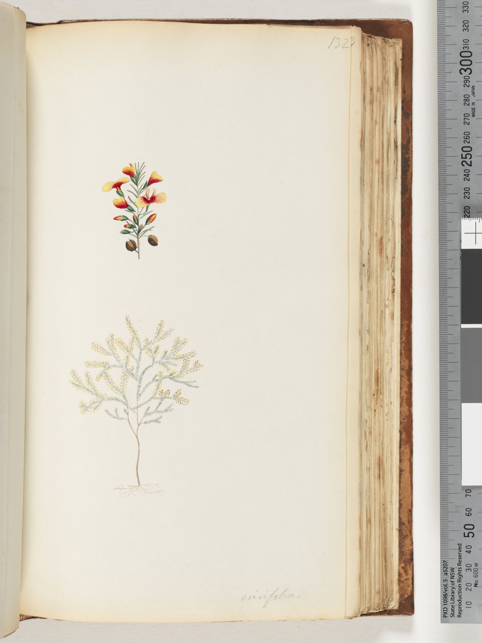 Seite 132. Ericifolia von Unknown artist