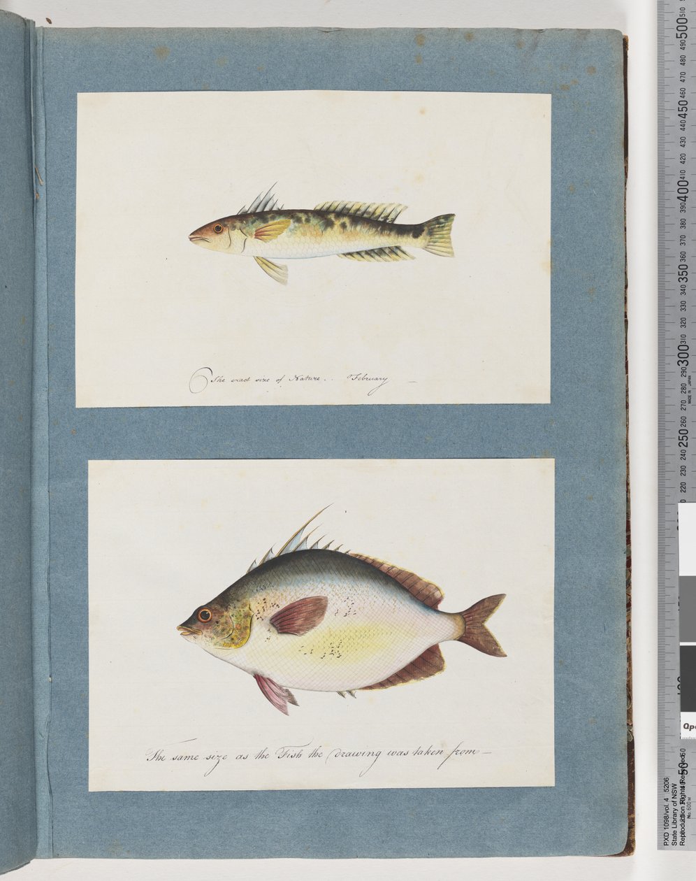 Seite 13. Unidentifizierter Fisch. 14. Unidentifizierter Fisch von Unknown artist