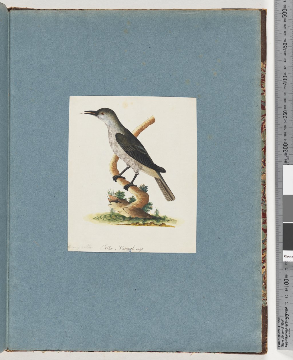 Seite 146. Unidentifizierter Vogel. Honigfresser von Unknown artist