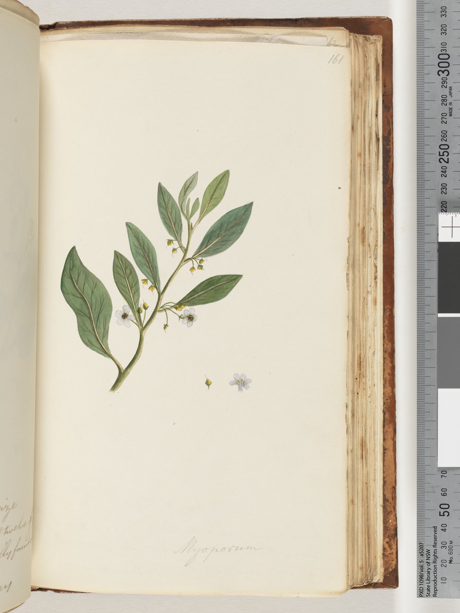 Seite 161. Myoporum von Unknown artist