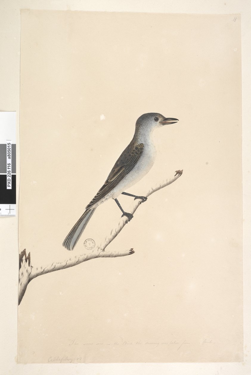 Seite 16. Ceblephyris entlang des unteren Randes in anderer Hand Die gleiche Größe wie der Vogel, von dem die Zeichnung stammt. April Grauer Flötenvogel Colluricincla harmonica, 1791-92 von Unknown artist