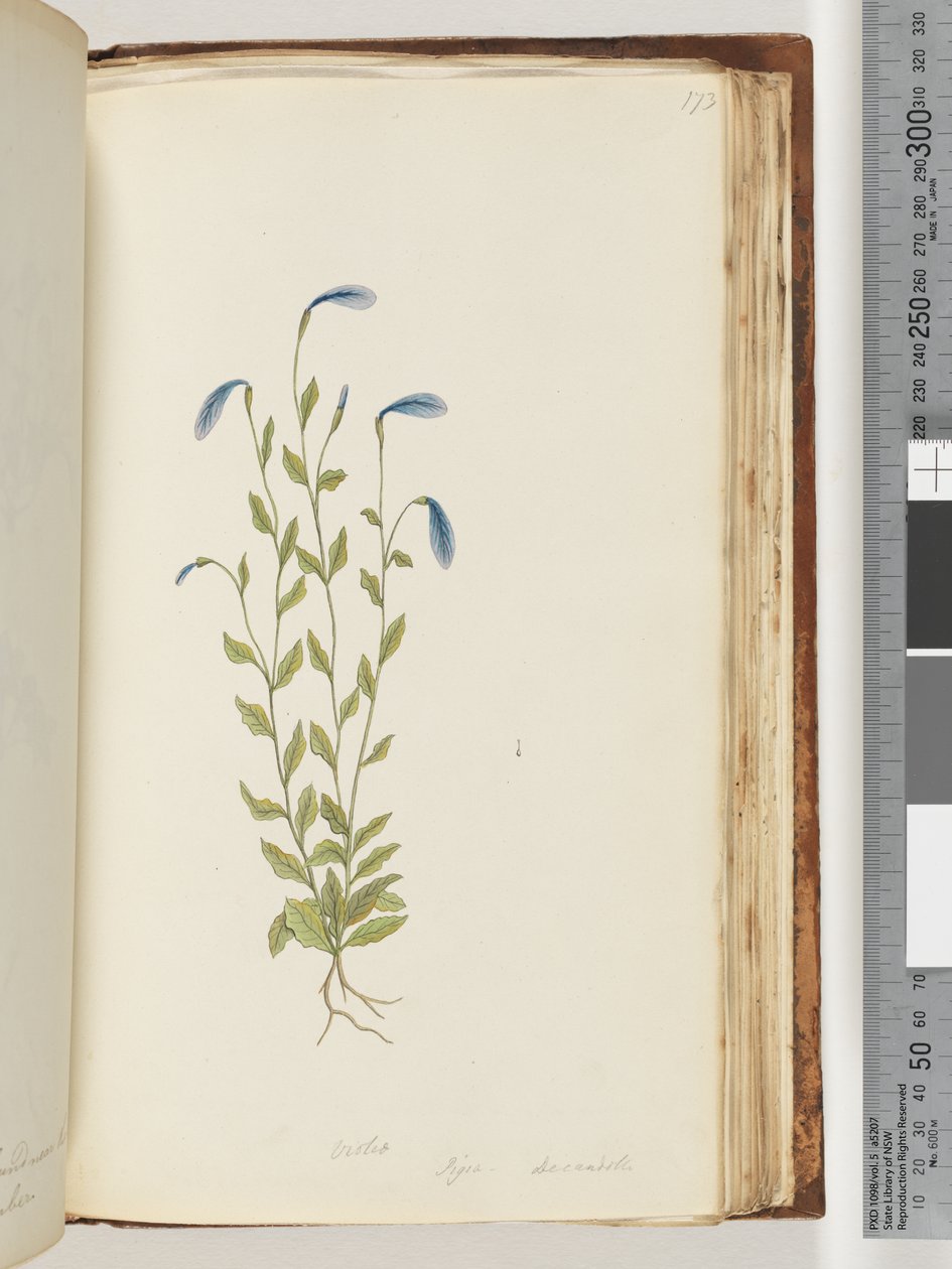 Seite 173. Veilchen. Pigia, Decandolli von Unknown artist