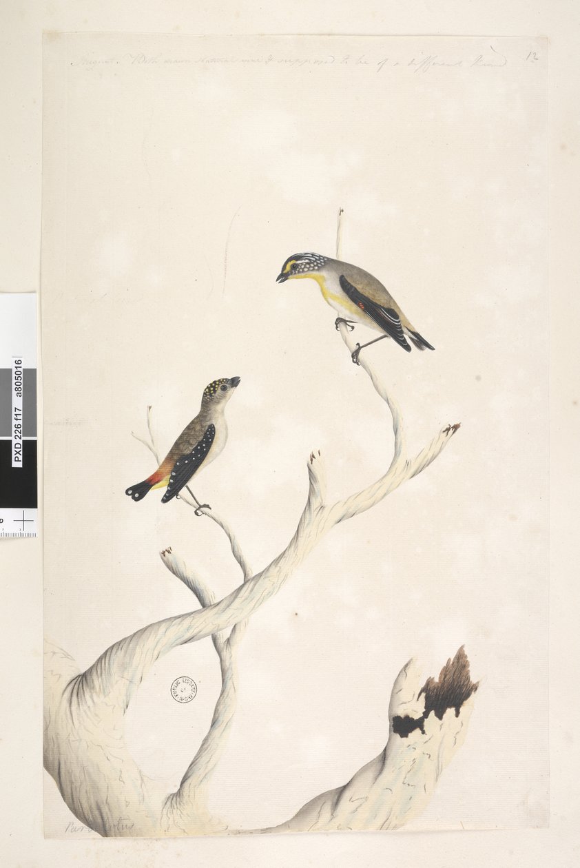 Seite 17. Pardalotus. entlang des oberen Randes in anderer Hand August. Beide in natürlicher Größe gezeichnet. hinzugefügt in dritter Hand & soll von einer anderen Art sein Gefleckter Pardalote und Östlicher Gestreifter Pardalote Pardalotus punctatus und P von Unknown artist