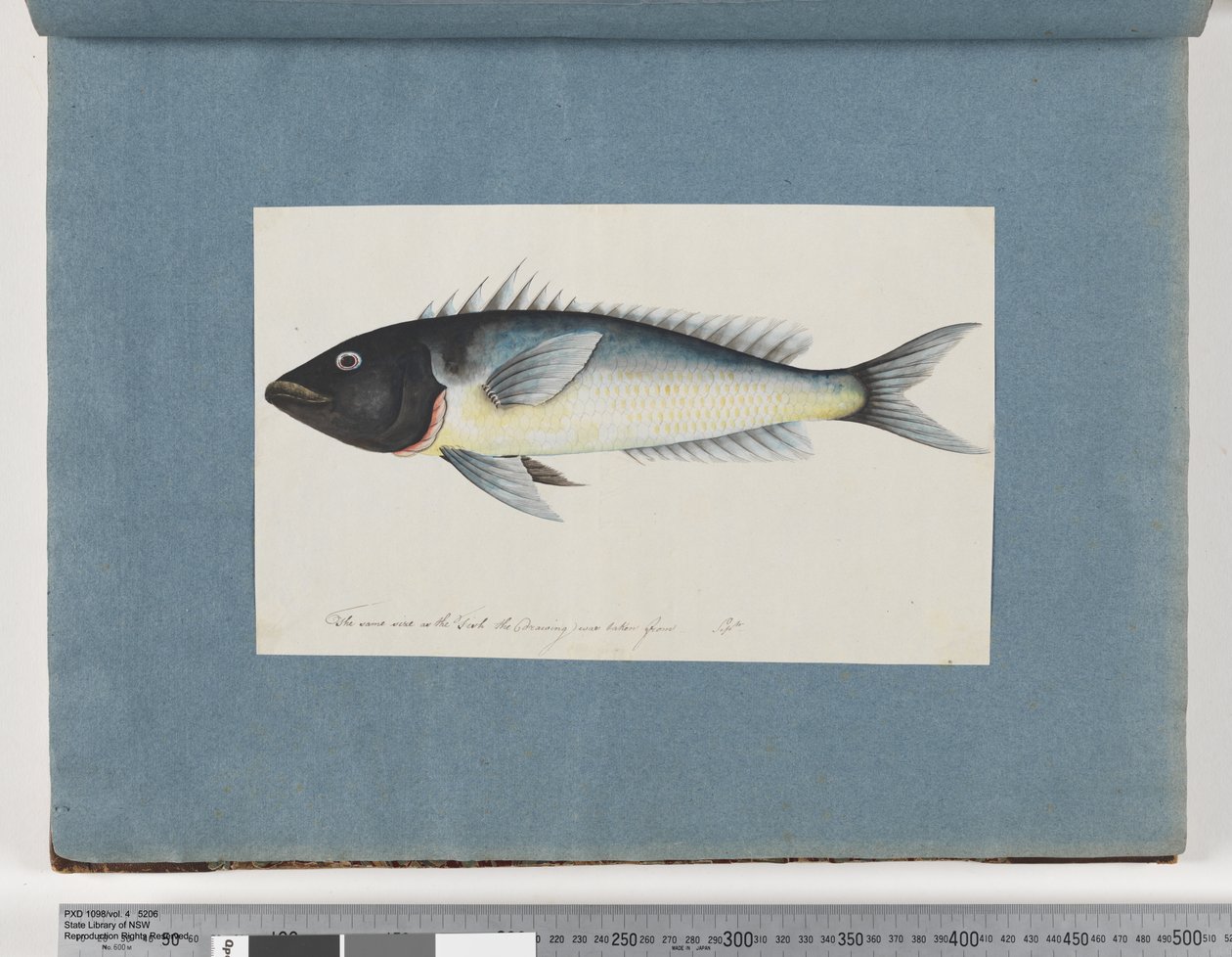 Seite 17. Unidentifizierter Fisch von Unknown artist