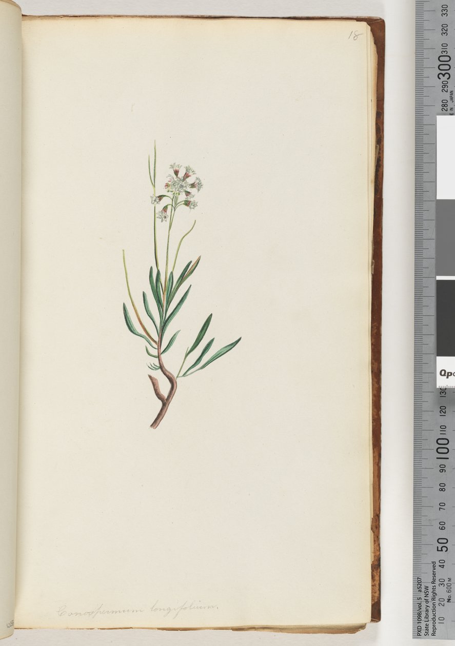 Seite 18. Conospermum longifolium, Langblättrige Coneseeds von Unknown artist