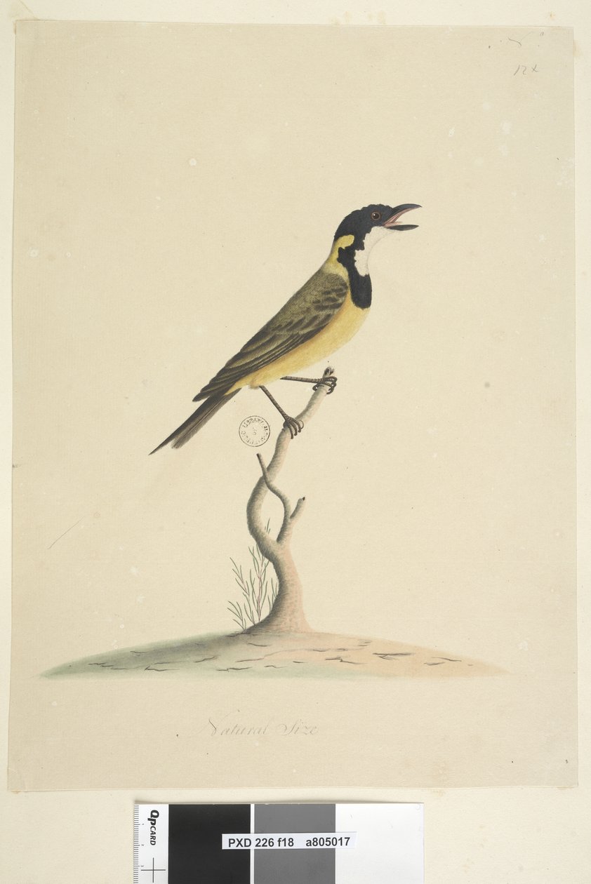 Seite 18. Natürliche Größe Goldener Pfeifer Pachycephala pectoralis, männlich, 1791-92 von Unknown artist