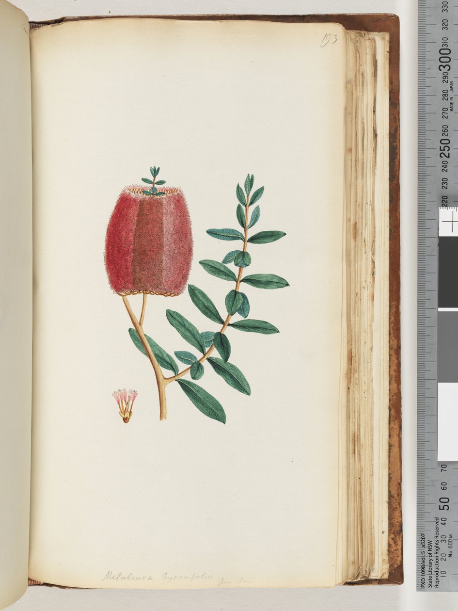 Seite 193. Melaleuca hypecifolia / Rote Honigmyrte von Unknown artist