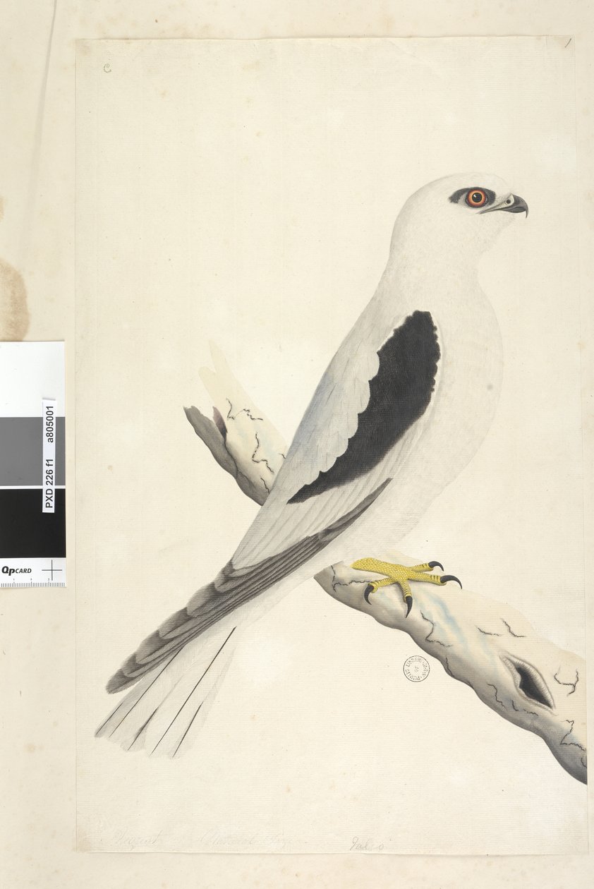 Seite 1. Falco, gesichtet im August unten links in anderer Hand August natürliche Größe. Schwarzschulterweih Elanus axillaris Elanus notatus, 1791-92 von Unknown artist