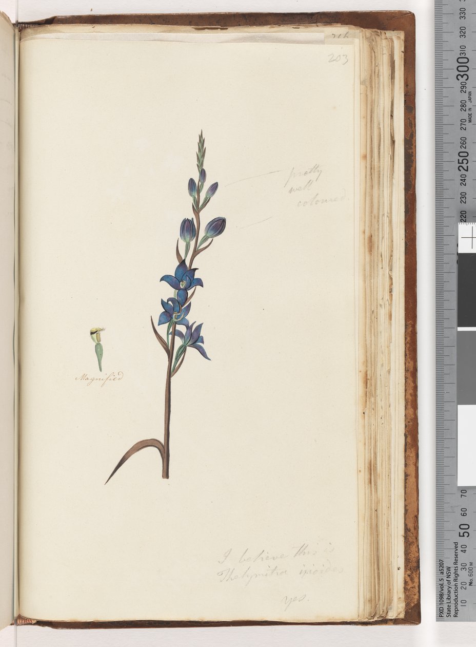 Seite 203. Ich glaube, dies ist Thelymitra ixioides / Gefleckte Sonnenorchidee von Unknown