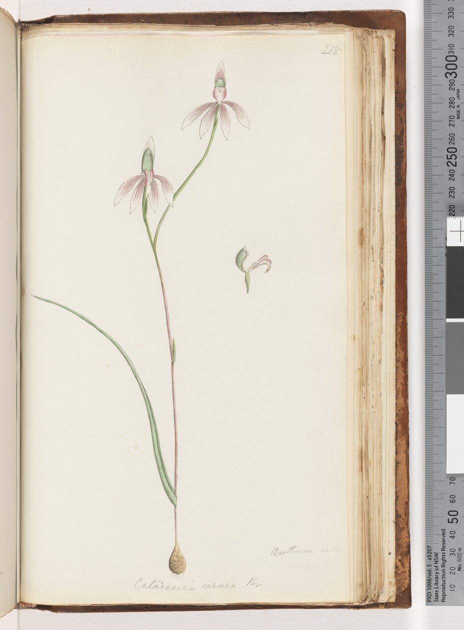 Seite 208. Arethusa certe? Caladenia carnea Br / Rosa Finger-Orchidee von Unknown artist
