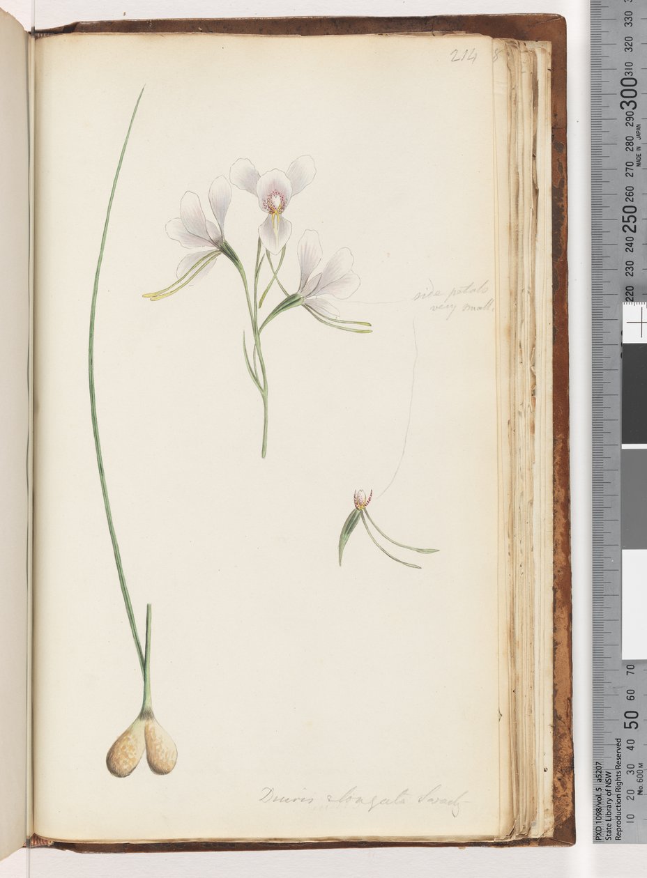 Seite 214. Diuris elongata Saracty? Lila Esel-Orchidee von Unknown