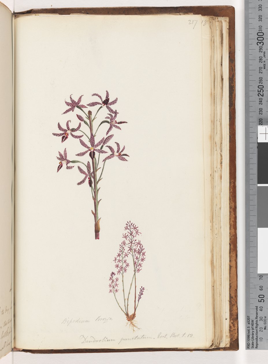 Seite 217. Dipodium Brown / Dendrobium punctatum. Exot. Bot. t. 12. Hyazinthen-Orchidee von Unknown artist