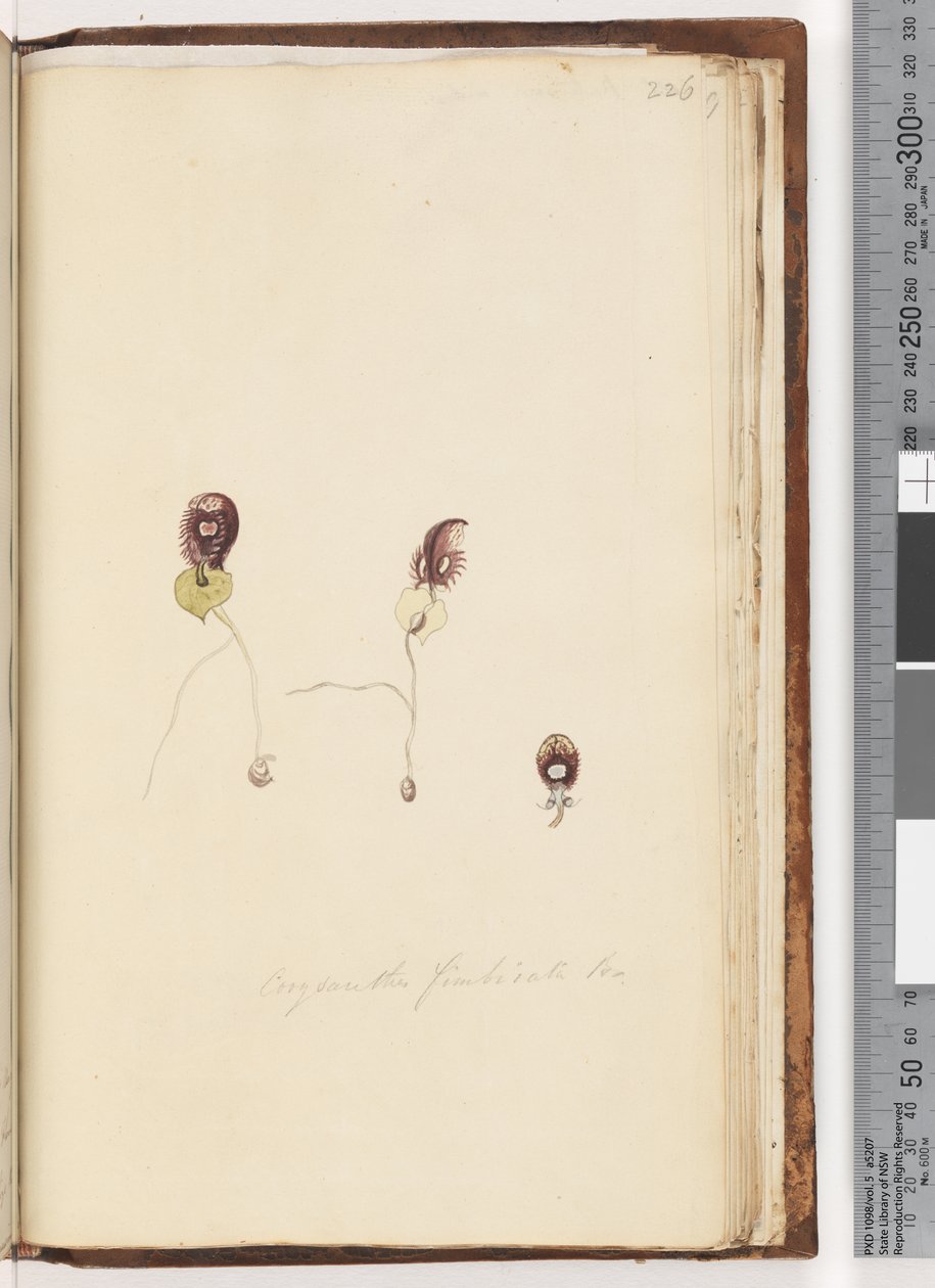 Seite 226. Corysanthes fimbriata Br / Fransenhelm-Orchidee von Unknown artist