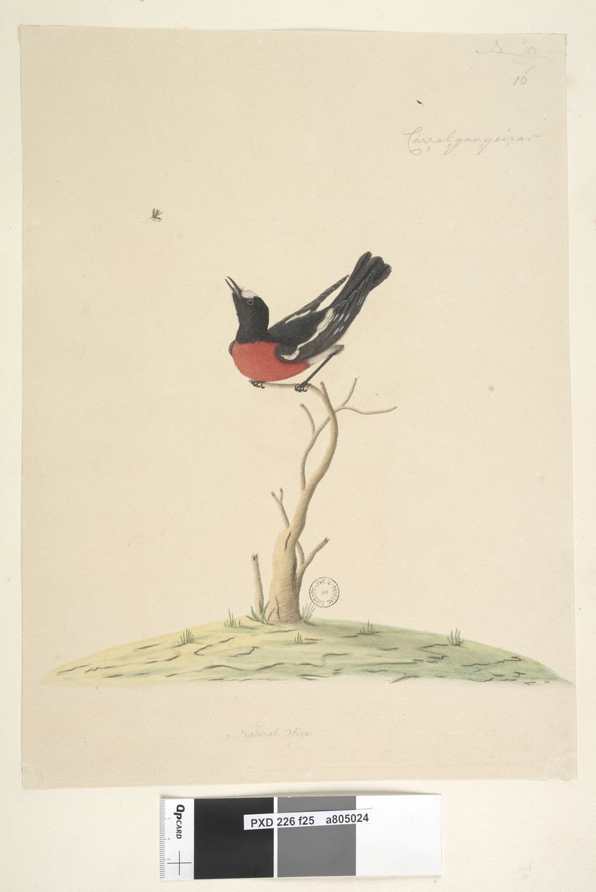 Seite 25. Car,ral,gar,yei,sar, natürliche Größe Scharlachroter Robin, männlich Petroica multicolor, N.S.W., 1791-92 von Unknown artist