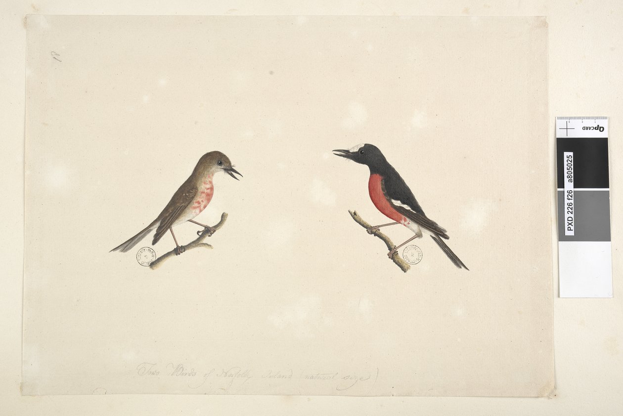 Seite 26. Zwei Vögel von Norfolk Island von Unknown artist