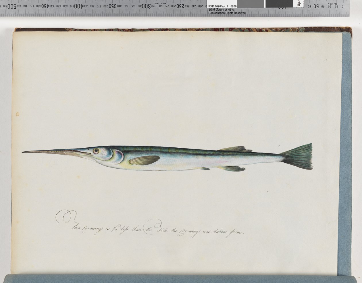 Seite 27. Unidentifizierter Fisch von Unknown artist