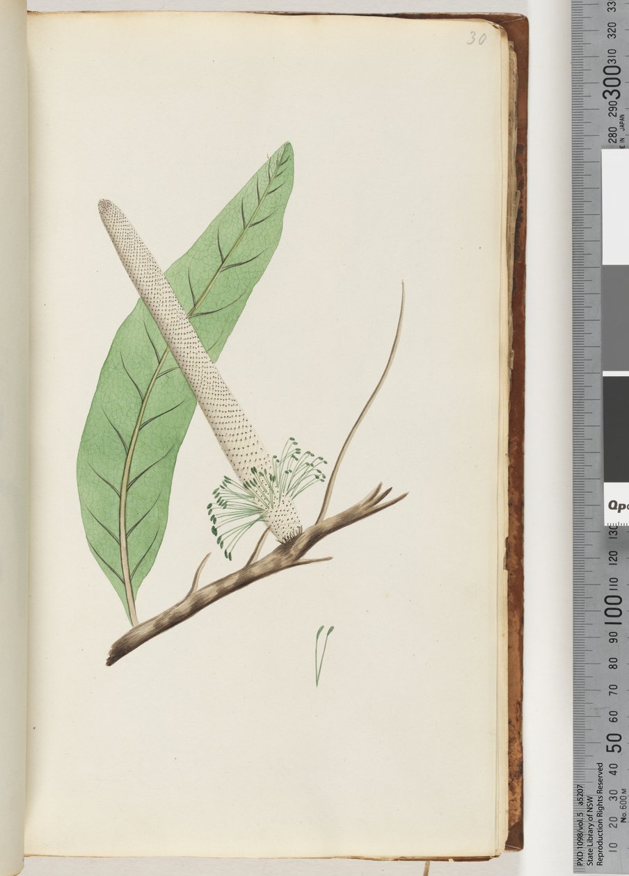 Seite 30. Pflanze, eine Banksia von Unknown artist