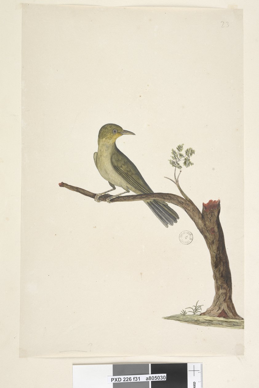 Seite 31....? Schlanker, Schnabel Weiß, Auge Zosterops tenuirostris, 1791-92 von Unknown artist
