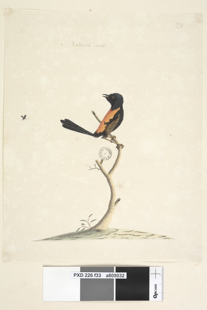 Seite 33. Natürliche Größe Rotrücken-Zaunkönig Malurus melanocephalus, männlich, 1791-92 von Unknown artist