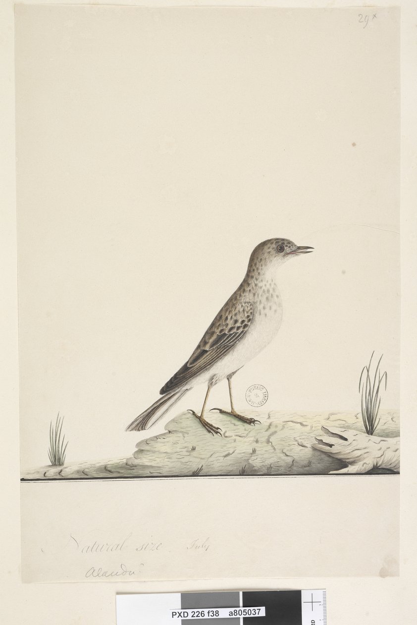 Seite 38. Alundu? oben in anderer Handschrift Natürliche Größe, Juli Pieper Anthus australis, 1791-92 von Unknown artist