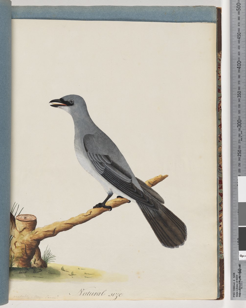 Seite 38. Unidentifizierter Vogel, wahrscheinlich ein großer Lanius von Unknown artist