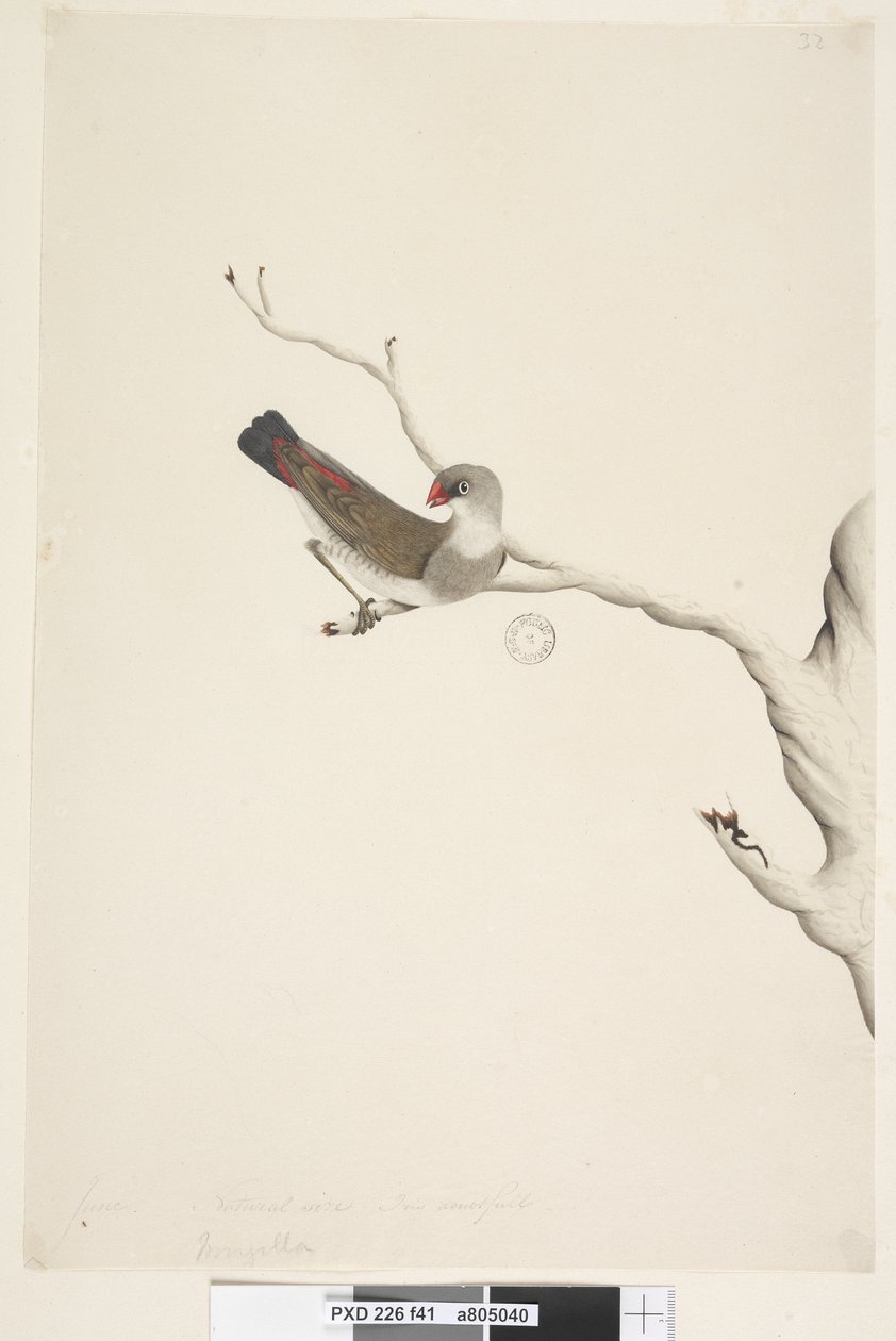 Seite 41. Fringilla. über dem Titel in anderer Hand Juni. Natürliche Größe. Iris zweifelhaft Diamantfeuerschwanz Stagonopleura guttata, unreif, 1791-92 von Unknown artist